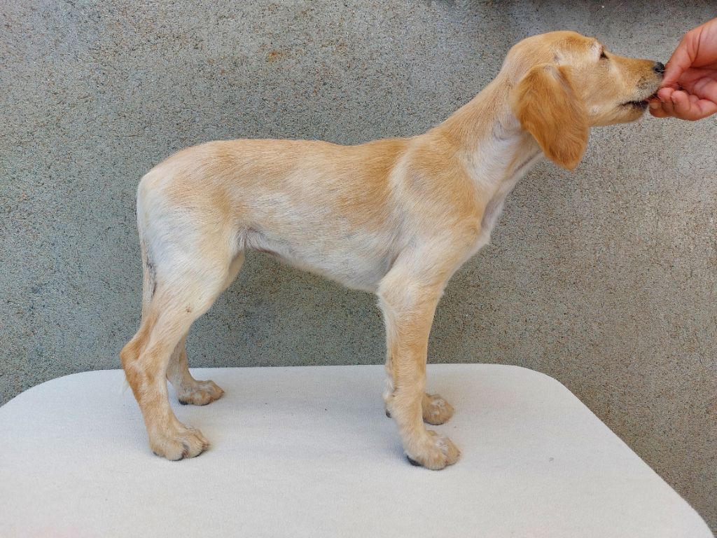 Delys Des Flandres - Chiots disponibles - Saluki