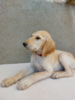 Azad