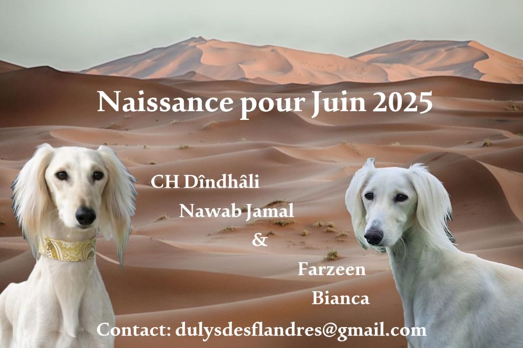 Chiot Saluki Delys Des Flandres